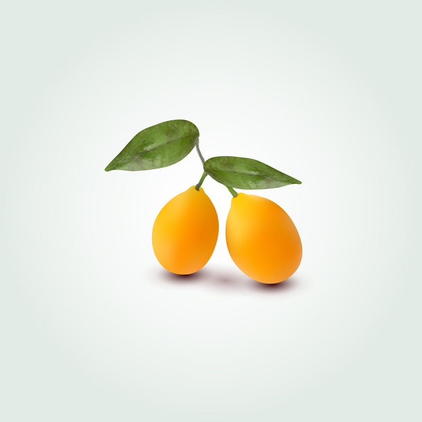 Векторная иллюстрация абрикоса
  - Вектор,изображение
