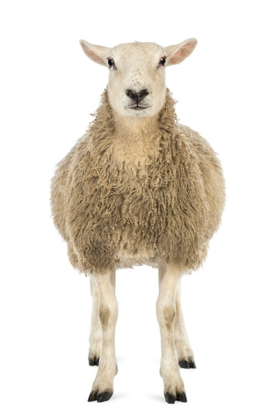 Вид спереди овцы, смотрящей на камеру на белом фоне
 - Фото, изображение