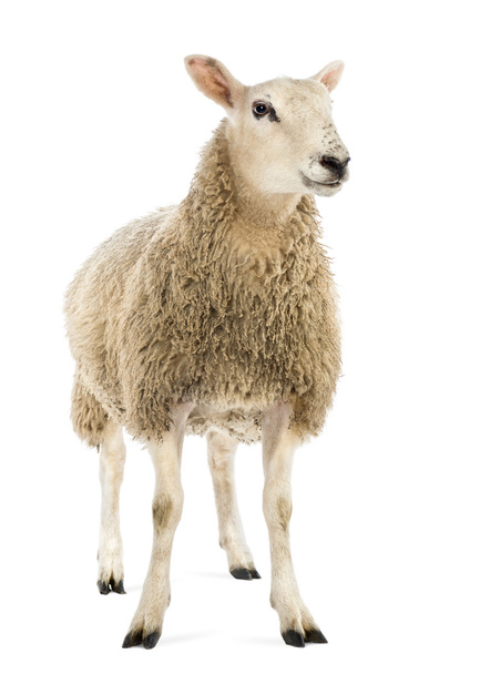 Овцы на белом фоне
 - Фото, изображение