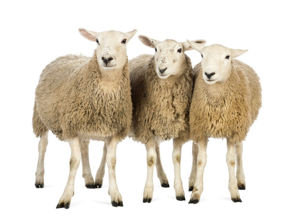 drie schapen tegen witte achtergrond - Foto, afbeelding
