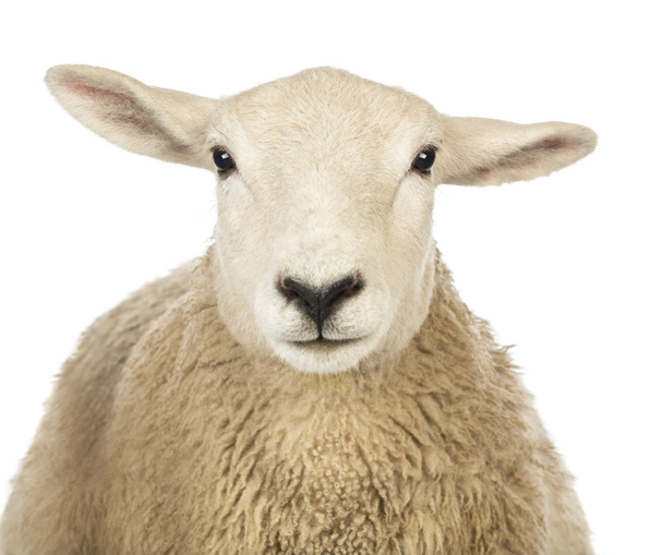 Lähikuva lampaan päästä valkoista taustaa vasten
 - Valokuva, kuva