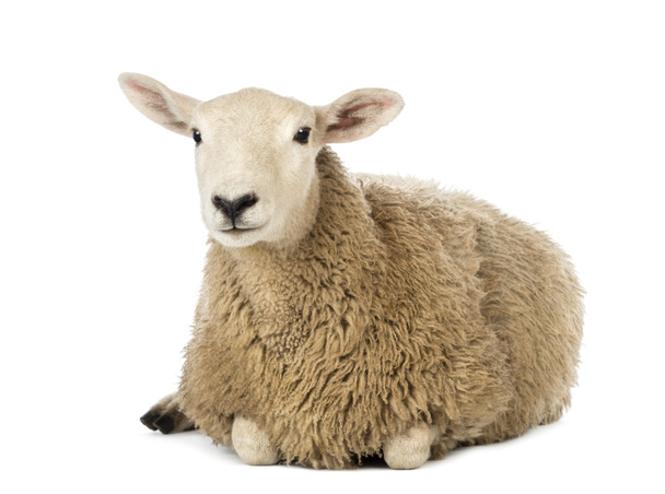 羊イメージ 写真素材との写真羊
