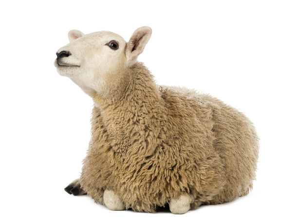 owce leżącego i patrząc się białe tło - Zdjęcie, obraz