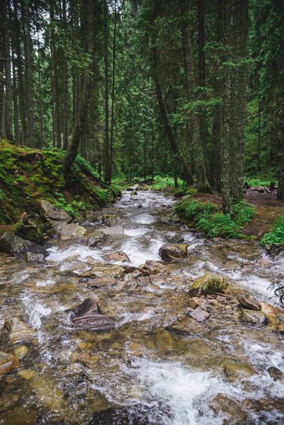 лісова річка на всій рамі
 - Фото, зображення