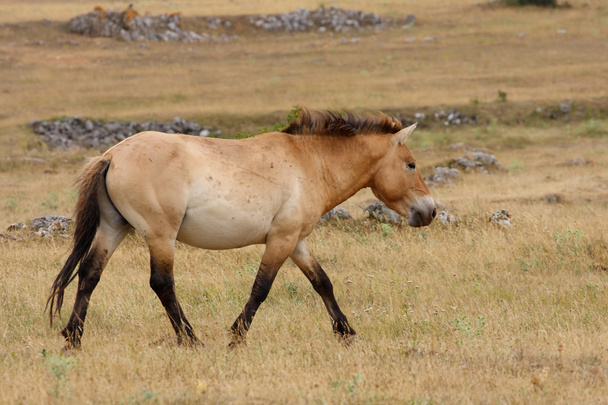 Przewalski horses - Photo, Image