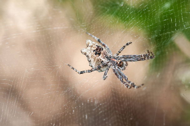 Primer plano de una araña en tela tejida fina
 - Foto, Imagen