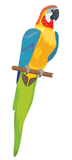 vector illustration of a parrot isolated on white background. - Vector, Image