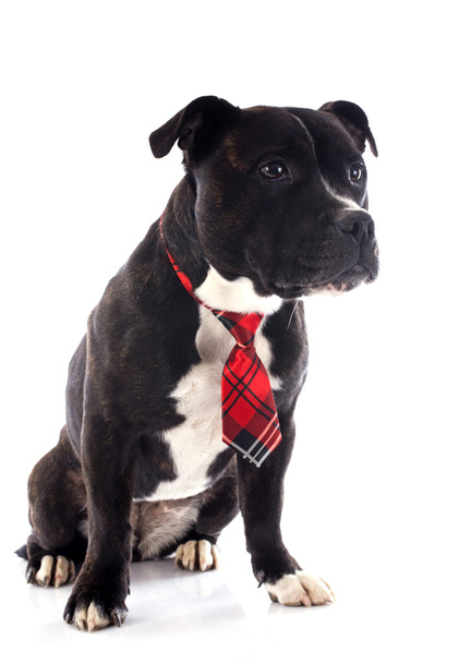 staffordshire bull terrier with tie - Photo, Image