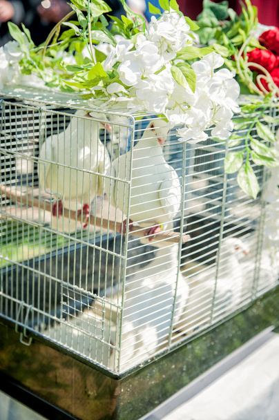 A a lakodalomban galambok - Fotó, kép