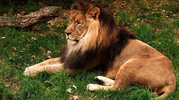 Ένα αρσενικό λιοντάρι που αναπαύεται στο γρασίδι. - Φωτογραφία, εικόνα