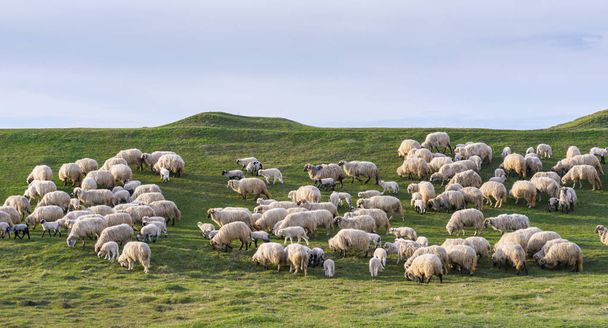 Κοπάδι πρόβατα στο αγροτικό περιβάλλον, σε πράσινο λιβάδι, άνοιξη - εικόνα - Φωτογραφία, εικόνα