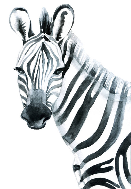 Aquarel zebra geïsoleerd op witte achtergrond raster illustratie - Foto, afbeelding