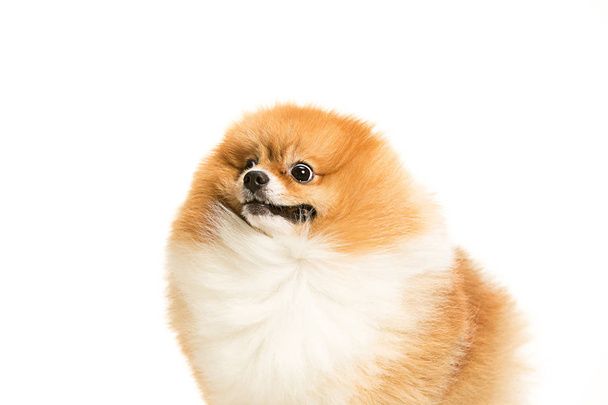 cute Little young pomeranian cob isolated over white background - Foto, Imagen
