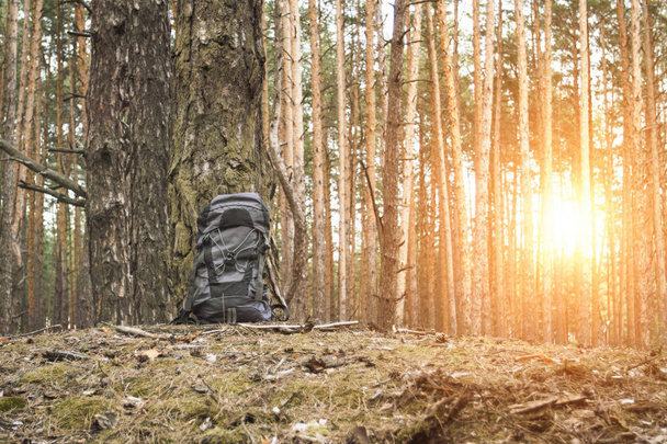 Plecak turystyczny i plastikowej butelce wody stoją drzewa w lesie. Koncepcja na pieszą wycieczkę do lasu lub w góry. - Zdjęcie, obraz