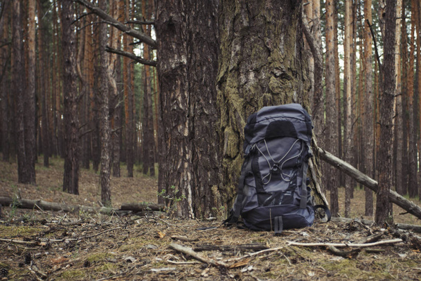 Туристичний рюкзак стоїть біля дерева в лісі. Концепція пішохідної подорожі в ліс або гори
. - Фото, зображення