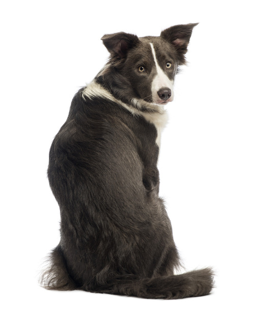 Rear view of a Border Collie, 8 months old, looking back at the camera in front of white background - Photo, Image