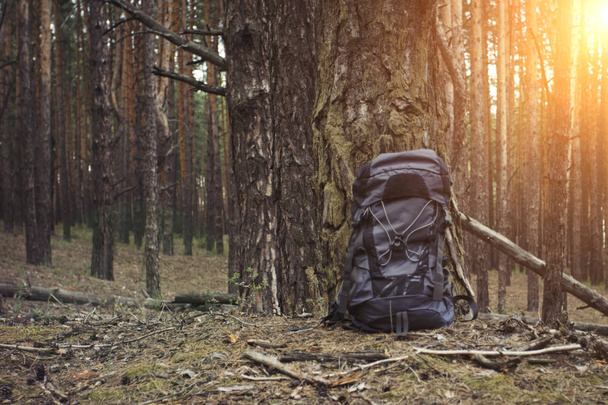 観光バックパックは森の中の木が立っています。森林または山々 へのハイキング旅行のコンセプト. - 写真・画像