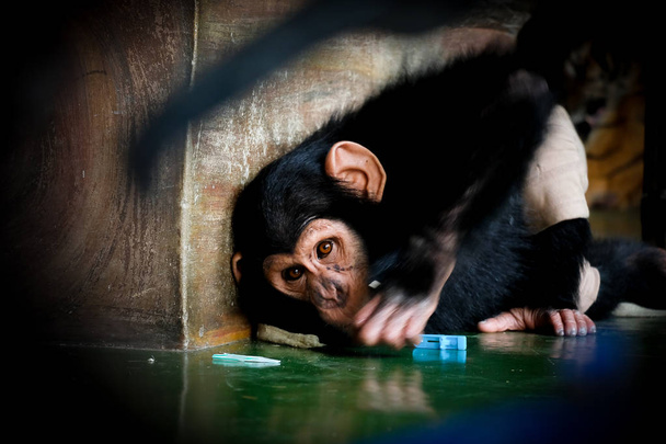 Little baby chimpanzee monkey sits  expression looking at camera - Photo, Image