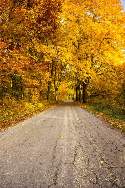 Güzel, renkli sonbahar yol. Pomerania, Polonya  - Fotoğraf, Görsel