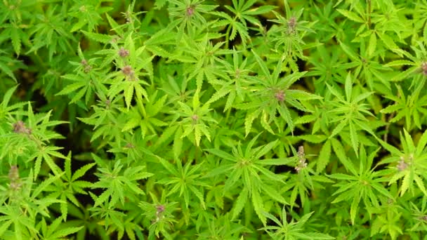 Egy gyönyörű cannabis növény virágzás top elején. - Felvétel, videó