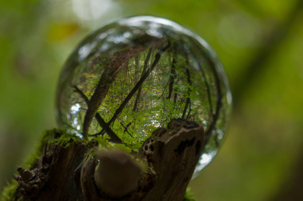 forest with cristal ball reflection - Photo, Image