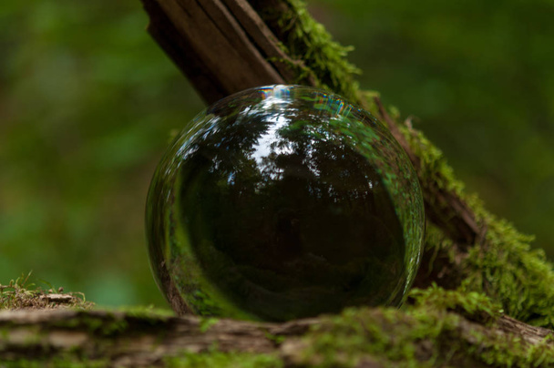 forest with cristal ball reflection - Photo, Image