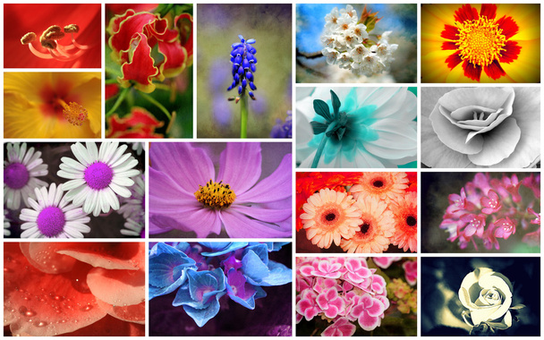 Flower Collage - Photo, Image