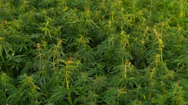 eine schöne Cannabispflanze zu Beginn der Blütezeit. - Filmmaterial, Video