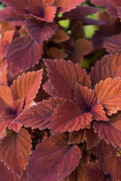close up of beautiful bright orange and brown leaves at flower shop - Fotografie, Obrázek