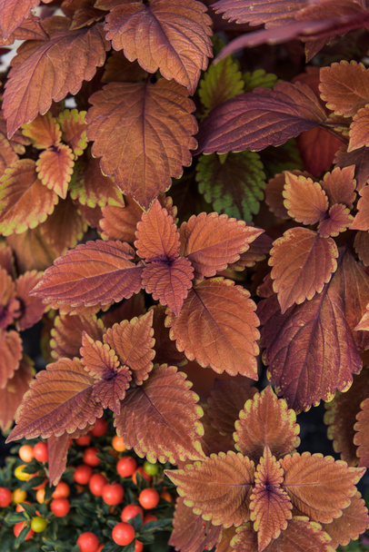 vue de dessus de belles feuilles orange vif et brun à la boutique de fleurs
 - Photo, image