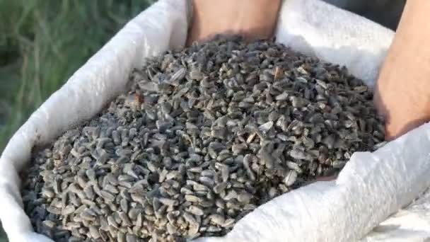 Mens hands of a farmer plunge into a crop of sunflower seeds. Harvest of sunflower seeds. Sunflower seeds in large white bag close up view - Footage, Video