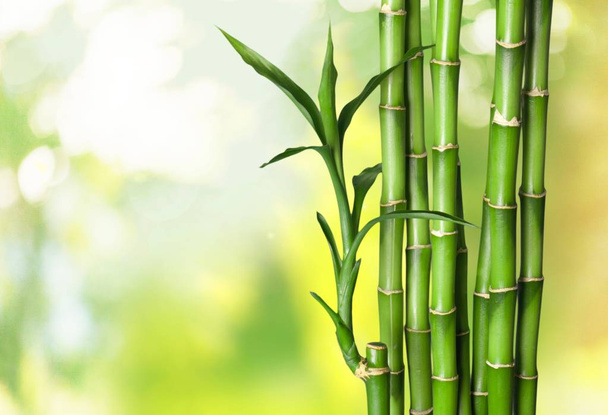 Many bamboo stalks on blurred background  - Photo, image