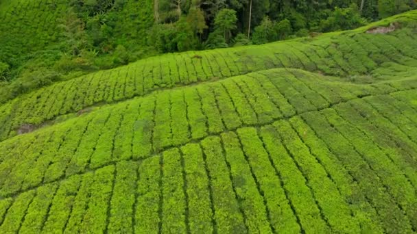 Luftaufnahme einer schönen Teeplantagen-Terrassen - Filmmaterial, Video