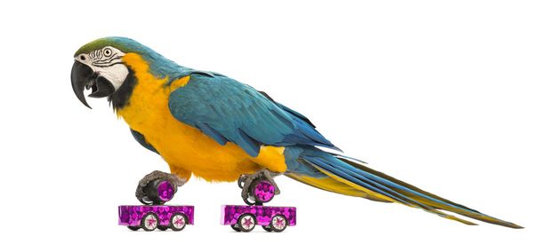Macaw bleu et jaune, Ara ararauna, 30 ans, patin à roulettes devant fond blanc
 - Photo, image