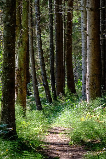 hiking trail in the woods in green summer forest with sun light - Photo, image
