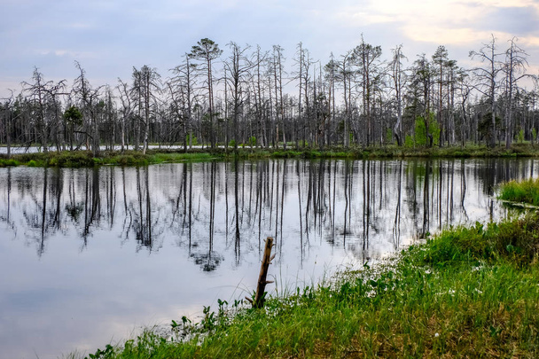 Отражения мёртвых стволов деревьев в болотной воде на закате в болотистой местности с осенней цветной листвой и растительностью
 - Фото, изображение
