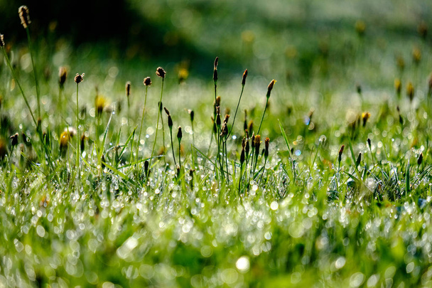 mattina gocce di rugiada in prato erba verde in autunno con bella luce del sole e fiori colorati
 - Foto, immagini
