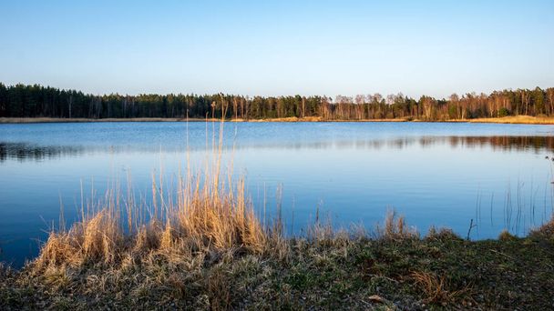 lake shore with grass and trees in spring countryside scene at clear day - Fotó, kép