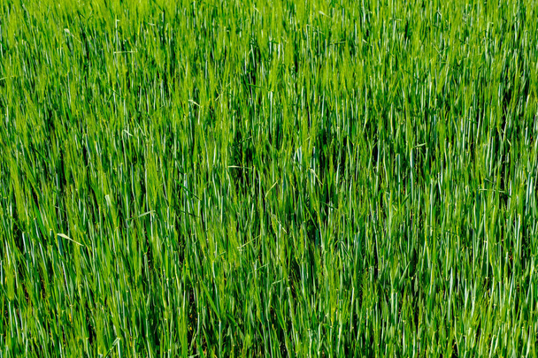 groen gras in de zomer fel zonlicht  - Foto, afbeelding