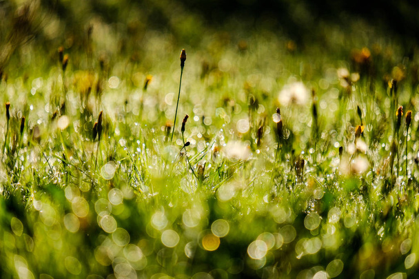 mattina gocce di rugiada in prato erba verde in autunno con bella luce del sole e fiori colorati
 - Foto, immagini