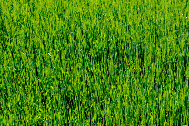 зелена трава влітку яскраве сонячне світло
  - Фото, зображення