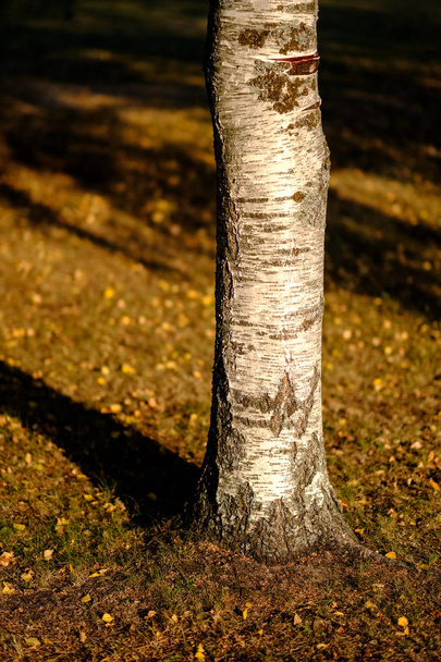冬の前にぼかしの背景を持つ秋の公園で黄色と緑の葉が付いている木をバーチします。 - 写真・画像