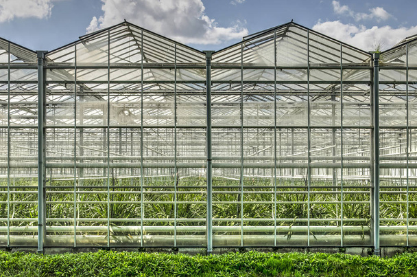 Skleněná fasáda ze dvou částí velkého skleníku komplexu v Lansingerland, Nizozemsko - Fotografie, Obrázek
