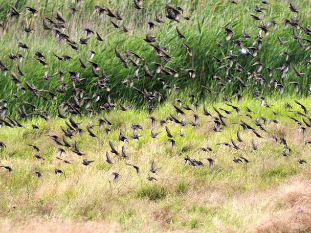 Great flock, Common starling, Sturnus vulgaris, Romania - Photo, Image
