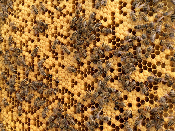 Textura de hexágono de fondo, panal de cera de una colmena de abejas llena de miel dorada. Fotografía macro panal compuesta de cera de abeja, miel dulce amarilla de la colmena. Néctar de miel de abejas panales
. - Foto, imagen