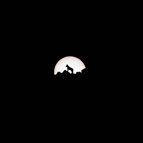 Silhouette de loup ibérique clonée avec un énorme soleil au crépuscule
 - Photo, image
