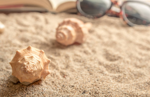 Sea shells on sand with book and sunglasses with warm afternoon sunlight. - Photo, Image