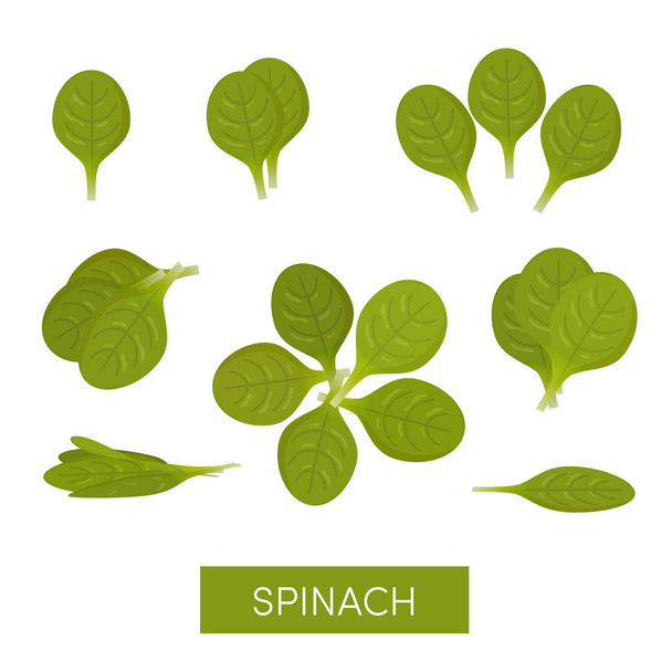 Set of spinach icons, vector - Wektor, obraz