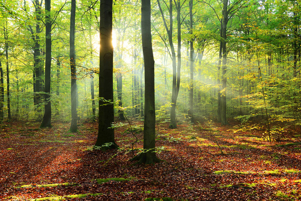a napsütés az őszi erdő gyönyörű reggel - Fotó, kép