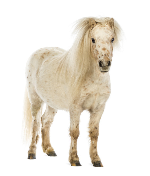 Shetland with front mane over its ears in front of white background - Photo, Image